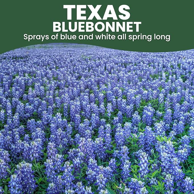 Texas Bluebonnet – 400 Seeds for Planting – 2026 Season – 0.5 Ounce Pouch