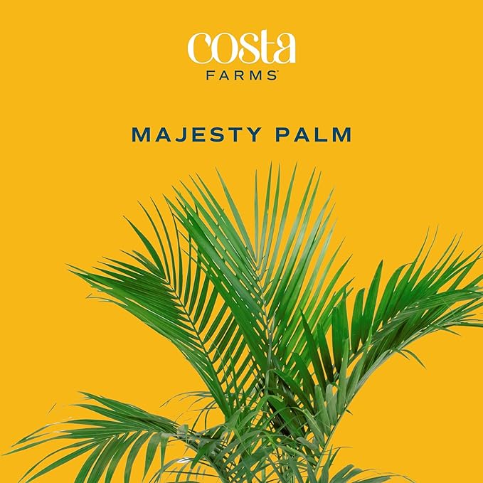 Costa Farms Majesty Palm Live Plant in Decorative Pot, Indoor Houseplant, Perfect for Home, Room, or Office Decor, Great House Warming or Birthday Gift, 3-4 Feet Tall