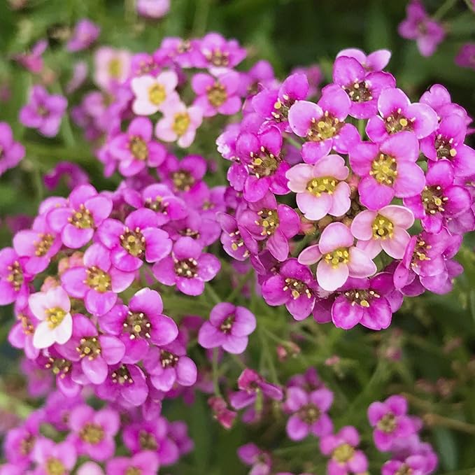 Seed Needs Alyssum Seeds for Planting - Heirloom & Untreated - Tender Perennial Flowers to Attract Pollinators to Rock Gardens, Pots, Containers & Window Boxes