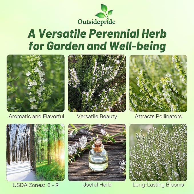 Outsidepride White Hyssop Seeds for Planting - 1000 Pcs Perennial Herb Garden Seeds with Fragrant Blooms Attractive to Pollinators, for Small Gardens, Containers, & Xeriscaping