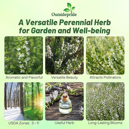Outsidepride White Hyssop Seeds for Planting - 500 Pcs Perennial Herb Garden Seeds with Fragrant Blooms Attractive to Pollinators, for Small Gardens, Containers, & Xeriscaping