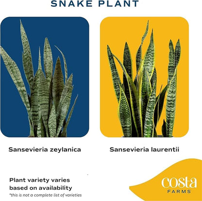 Costa Farms Live Snake Plant, Sansevieria, Easy Care House Plant in Premium Decor Pot, Houseplant in Potting Soil Mix, Succulent Plant Gift for Housewarming, Office and Home Decor, 2-3 Feet Tall