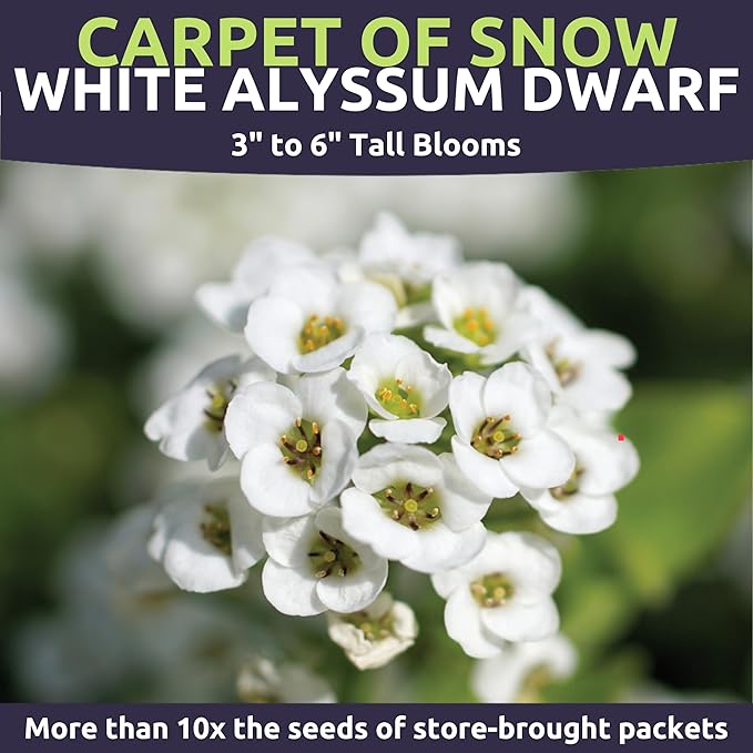 Alyssum Dwarf White – Carpet of Snow – Large 1/4 Ounce Seed Packet – 17,000 Flower Seeds for Planting – Lobularia maritima