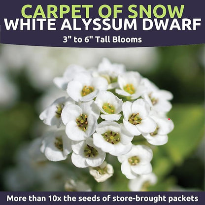 Alyssum Dwarf White – Carpet of Snow – Large 1/4 Ounce Seed Packet – 17,000 Flower Seeds for Planting – Lobularia maritima