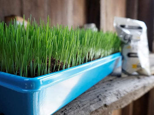 Thunder Acres Wheat Seed, Glysophate Free, Non GMO, Wheatgrass, Hard Red Winter Wheat Berries (10 lbs.)