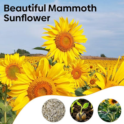 Mammoth Sunflower Seeds to Plant, 1 Ounce Packet 300+ Seeds, 6-12 FT Giant Sunflower, Non-GMO | Heirloom | High Germination, Grown in The USA