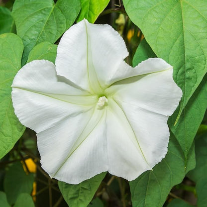 Seed Needs Moonflower Seeds for Planting Prolific Summer White Blooms | 1 Ounce Ipomoea Alba Vine Seeds Moonflowers Attract Pollinators with up to 6" Blooms | Bulk Vinning Plant Seeds