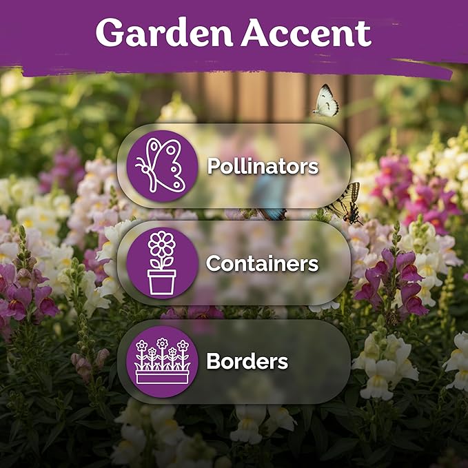 KVITER 5,500 Fairy Bouquet Mix Snapdragon Seeds for Planting (Linaria Maroccana) – Known as Toadflax, Heirloom & Organic – Flower Seeds to Plant Outside & Inside – Garden, Containers, Borders, Beds