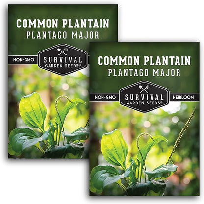 Plantain Seeds for Planting - Common Plantain (Plantago Major) Edible Broadleaf Medicinal Herb for Herbal Garden - Heirloom Non-GMO Open Pollinated - Survival Garden Seeds (2 Pack)