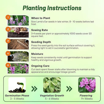 Outsidepride Stachys Macrantha Lamb's Ear Seeds - 100 Pcs Perennial Flower Seeds for Planting Velvet-Textured Bright Green Foliage & Vibrant Blooms for Ground Cover & Pollinator Gardens