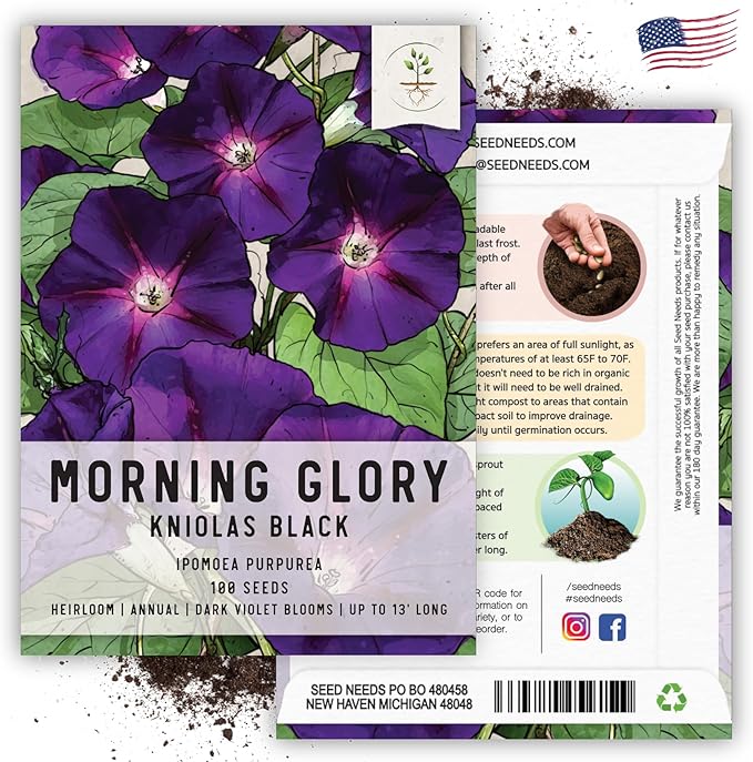 Seed Needs Black Kniolas Morning Glory Seeds for Planting - Heirloom & Open Pollinated Annual Vines - Cover a Fence or Trellis in Deep Purple Almost Black Flowers (2 Packs)