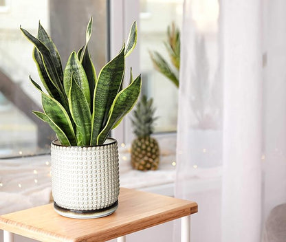 D'vine Dev Set of 2 Ceramic Plants Pots, 6 Inch Beaded Stoneware Flower Pot for Plants with Drainage Hole and Saucer, Smoked White, 27-E-X-1
