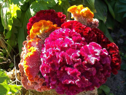 Celosia Seed Mix Celosia Cristata Cockscomb Woolflowers About 200 Seeds for Planting