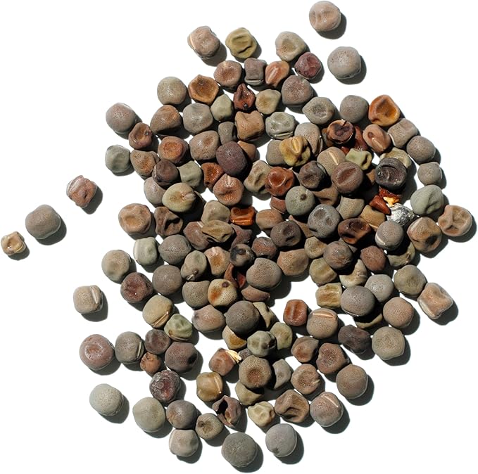 Seed Needs Sweet Pea Seeds for Planting Old Spice Variety | 1 Ounce 400+ Seeds Lathyrus Odoratus Heirloom Mixed Colors | Mixed Color Annual Flower Seed Produces Prolific Multicolored Blooms | Bulk