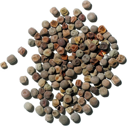 Seed Needs Sweet Pea Seeds for Planting Old Spice Variety | 1 Ounce 400+ Seeds Lathyrus Odoratus Heirloom Mixed Colors | Mixed Color Annual Flower Seed Produces Prolific Multicolored Blooms | Bulk