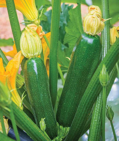Burpee Best Zucchini Summer Squash Seeds 20 seeds