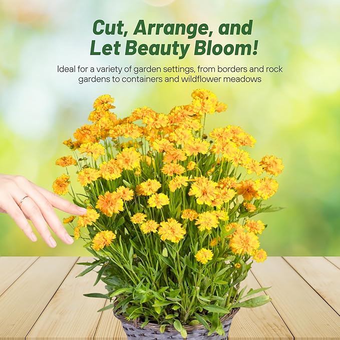 Outsidepride Yellow Early Sunrise Coreopsis Seeds - 500 Seeds Tall, Native, Deer Proof, & Drought Tolerant Perennial Flower Seeds w/Compact Growth Habit & High Adaptability for Soils (AAS Winner)