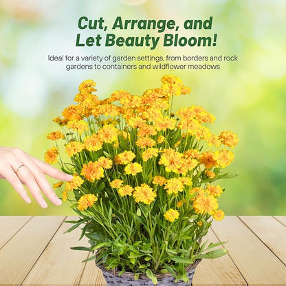 Outsidepride Yellow Early Sunrise Coreopsis Seeds - 500 Seeds Tall, Native, Deer Proof, & Drought Tolerant Perennial Flower Seeds w/Compact Growth Habit & High Adaptability for Soils (AAS Winner)