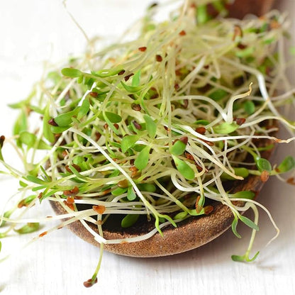 Certified Organic Alfalfa Sprouting Seed - 4 Oz - Handy Pantry Brand - High Sprout Germination- Edible Seeds, Gardening, Hydroponics, Growing Salad Sprouts, Planting, Food Storage & More