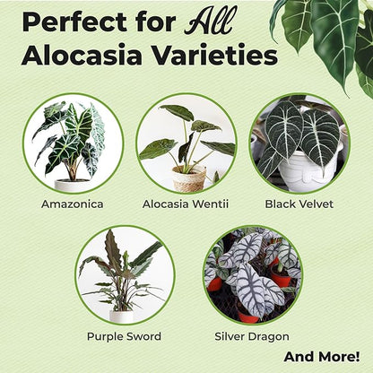 Alocasia Food Mist by Perfect Plants | Spray Plant Fertilizer Liquid for Indoor Houseplants | Nutrient Rich Foliage Booster (8 fl oz)