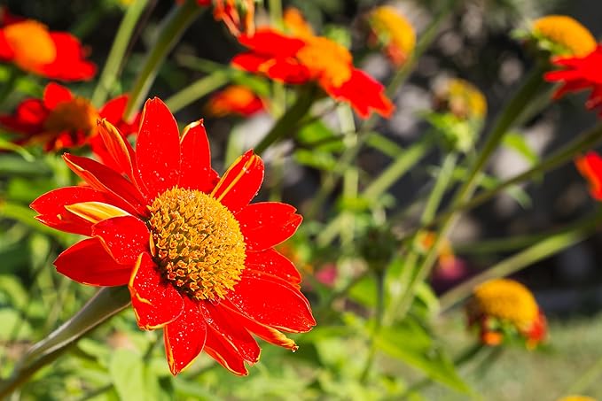 Mexican Sunflower Seeds for Planting – Plant & Grow Heirloom Mexican Sunflowers in Home Outdoor Garden – Planting Instructions for Vibrant Blooms – Great Gardening Gift, 5 Packets