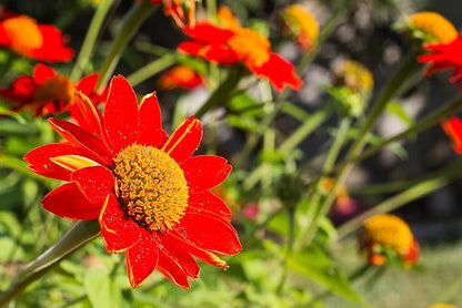 Mexican Sunflower Seeds for Planting – Plant & Grow Heirloom Mexican Sunflowers in Home Outdoor Garden – Planting Instructions for Vibrant Blooms – Great Gardening Gift, 5 Packets