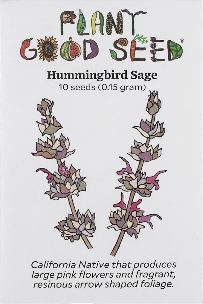 Plant Good Seed Organic Hummingbird Sage Seeds for Planting: California Native, Pink Fuchsia Flowers - 10 Seed Packet