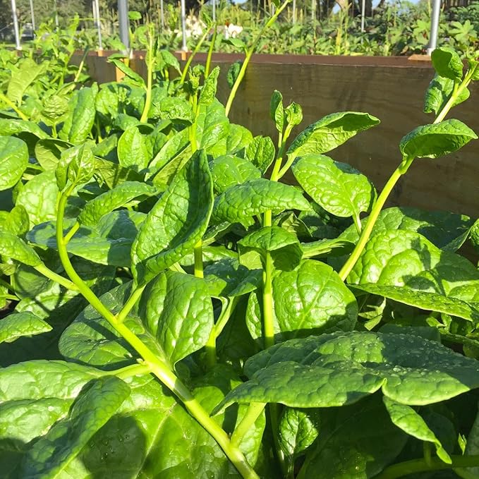TomorrowSeeds - Giant Malabar Spinach Seeds - 50+ Count - for 2026 Planting USA Garden Green Vegetable Plant Leaf Kale Lettuce Bloomsdale Cabbage Non-GMO Heirloom Grow Your Own Home Farm Patio