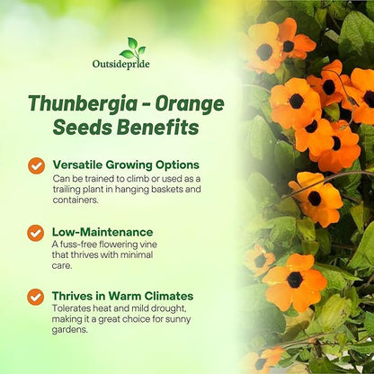 Outsidepride Sunrise Orange Thunbergia Black Eyed Susan Seeds - 200 Pcs Annual, Climbing Vine Flower Seeds for Planting Orange Blooms for Low Maintenance Gardens, Containers, Trellis & Fences