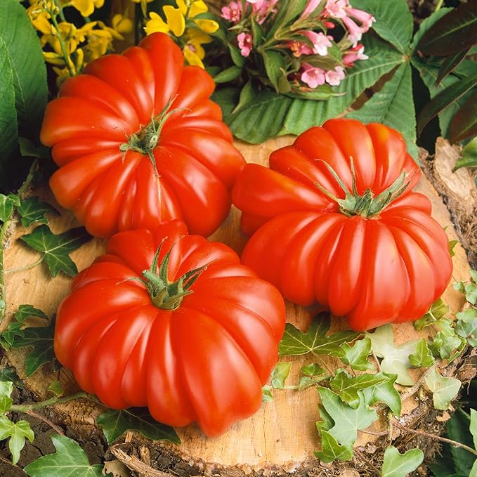 Rosso Sicilian Tomato Seeds - 300 Mg Packet ~65 Seeds - Non-GMO, Heirloom - Vegetable Garden - Solanum lycopersicum