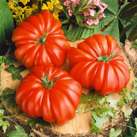 Rosso Sicilian Tomato Seeds - 1 Lb ~108800 Seeds - Non-GMO, Heirloom - Vegetable Garden - Solanum lycopersicum