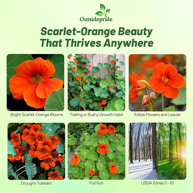 Outsidepride Orange Spitfire Nasturtium Seeds - 200 Pcs Annual, Easy to Grow & Versatile, Flower Seeds for Planting Vibrant Orange-Scarlet Blooms, Ideal for Gardens, Borders, and Pollinator Gardens