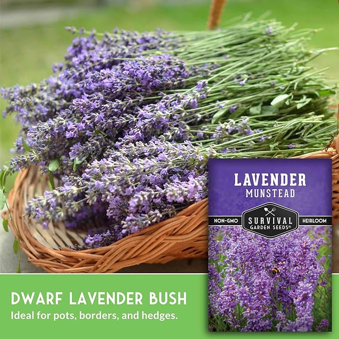 Munstead English Lavender Seeds for Planting – Compact Dwarf Hardy Perennial Herb for Indoor or Outdoor Gardens, Culinary & Fragrant Pollinator Flower - Survival Garden Seeds (3 Packs)
