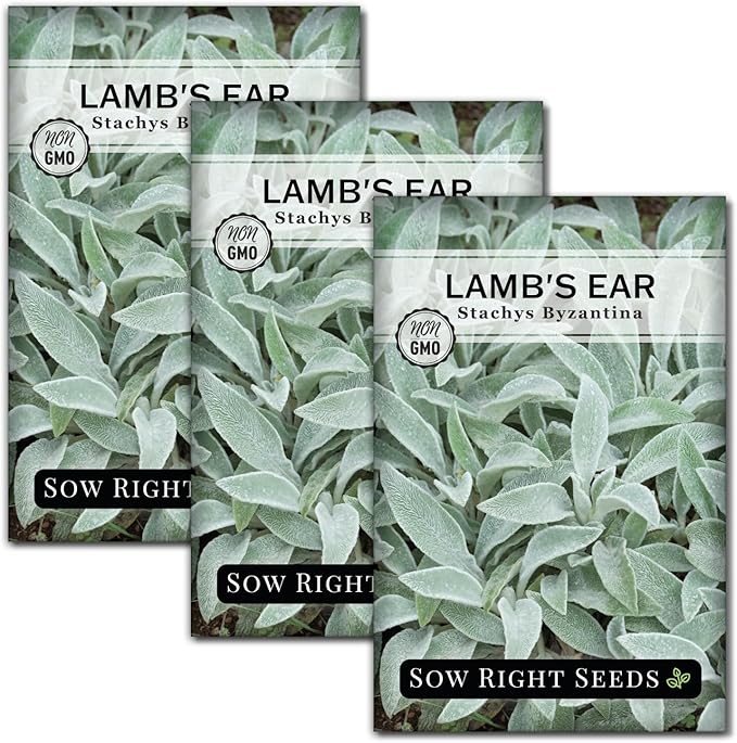 Sow Right Seeds - Lambs Ear Seeds for Planting - Non-GMO Heirloom Packet with Instructions to Grow an Outdoor Flower Garden - Wooly Silver Leaves, Perennial Foliage - Stachys for Rock Gardens (3)