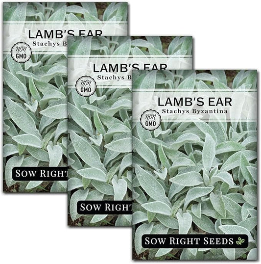 Sow Right Seeds - Lambs Ear Seeds for Planting - Non-GMO Heirloom Packet with Instructions to Grow an Outdoor Flower Garden - Wooly Silver Leaves, Perennial Foliage - Stachys for Rock Gardens (3)