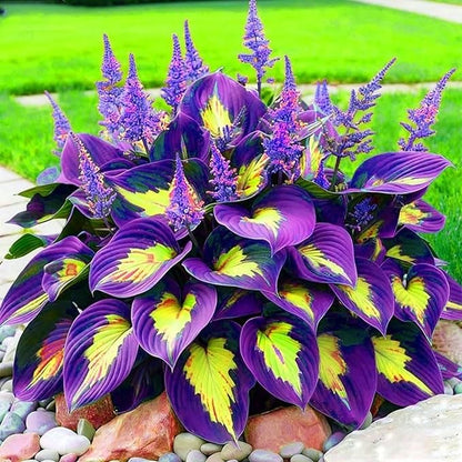 290+ Perennial Hostas for Planting, Low Maintenance Rich Foliage, Heart Shaped Leaves, Outdoor Garden Attract Pollinators Bonsai Decoration Non-GMO Heirloom Hosta Plants Seeds