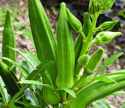 Seeds Green Okra Bamia (Lady's Finger) Non GMO Vegetable for Planting