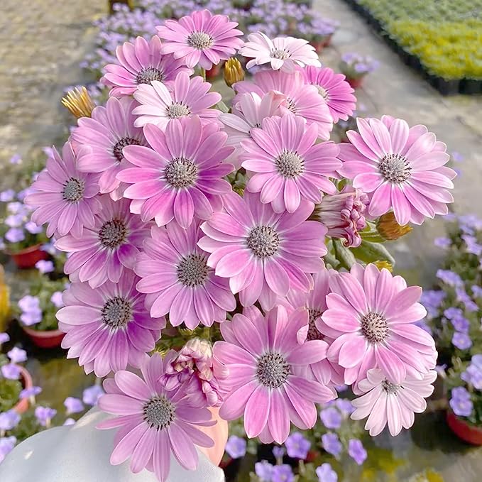 African Daisy Seeds for Planting, 148pcs Osteospermum Daisy Seeds Non-GMO Heirloom Perennial Rare Colorful Flower Plants, Open Pollinated Beauty Home Garden Flowers for Outdoors