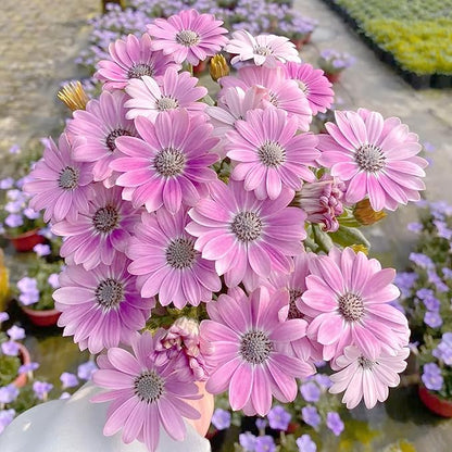 African Daisy Seeds for Planting, 148pcs Osteospermum Daisy Seeds Non-GMO Heirloom Perennial Rare Colorful Flower Plants, Open Pollinated Beauty Home Garden Flowers for Outdoors