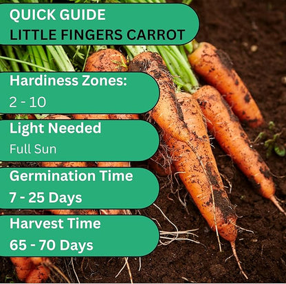 Little Finger Carrot Seeds for Planting – Heirloom, Non-GMO Baby Carrot Seeds, Small Sweet Carrots for Home Gardens & Containers | Woods Creek Seeds