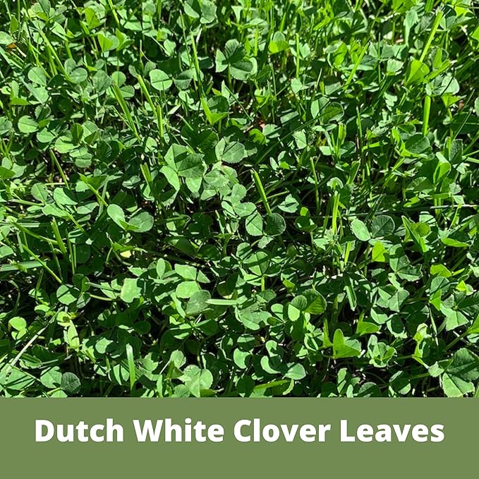 Flawn Seed Dutch White Clover Seed, 5 Lbs, Organic Coated, Natural Lawn, Ground Cover, Food Plot, Zones 3-9, Covers up to 18,000 Sqft