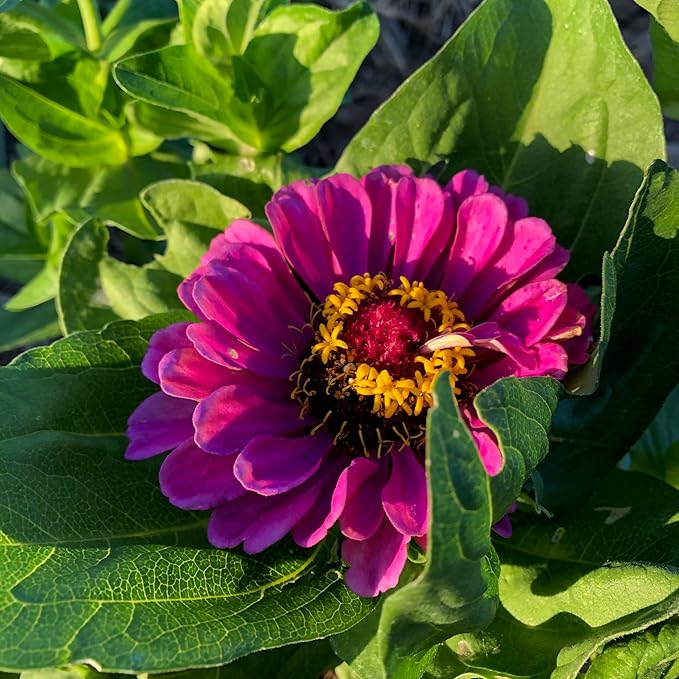 Plant Good Seed Organic Benary's Giant Purple Zinnia Seeds for Planting: Heat Tolerant Summer Flower, Large Purple Blossoms - 100 Seed Packet
