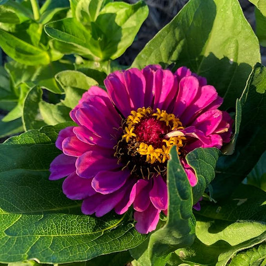 Plant Good Seed Organic Benary's Giant Purple Zinnia Seeds for Planting: Heat Tolerant Summer Flower, Large Purple Blossoms - 100 Seed Packet