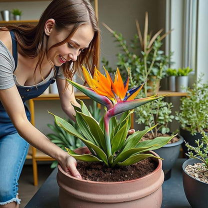 Organic Bird of Paradise Potting Soil Mix 2qt, Ideal for Indoor/Outdoor Potted Plants, Promotes Optimal Growth for Bird of Paradise
