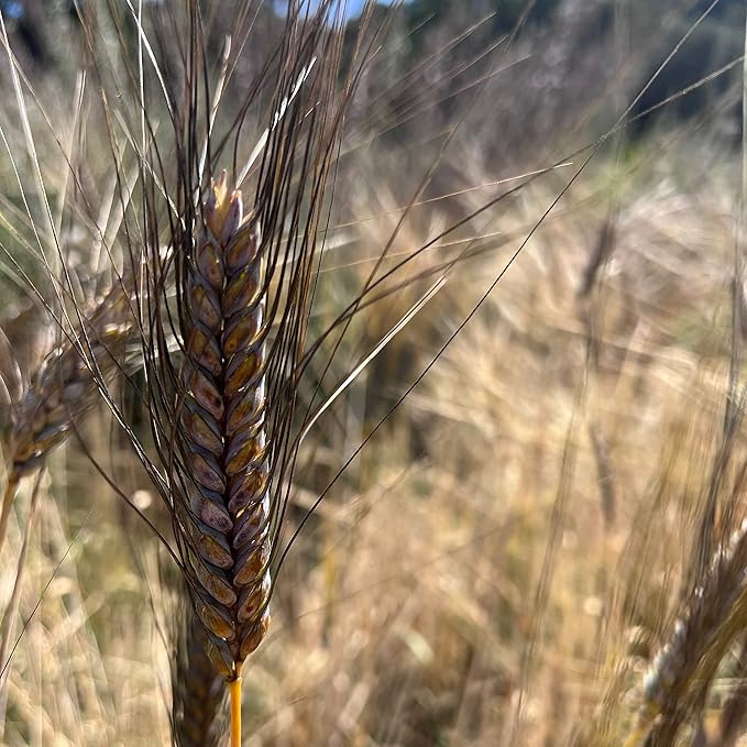 Plant Good Seed Organic Black Eagle Spring Wheat Seed - Pack of 175, Heirloom Seeds for Planting Grains, Vegetables - Gardening Supplies, Vegetable Garden - Non-GMO, Open Pollinated, from USA