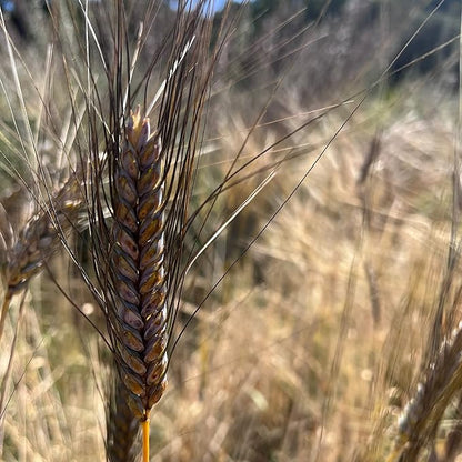Plant Good Seed Organic Black Eagle Spring Wheat Seed - Pack of 175, Heirloom Seeds for Planting Grains, Vegetables - Gardening Supplies, Vegetable Garden - Non-GMO, Open Pollinated, from USA