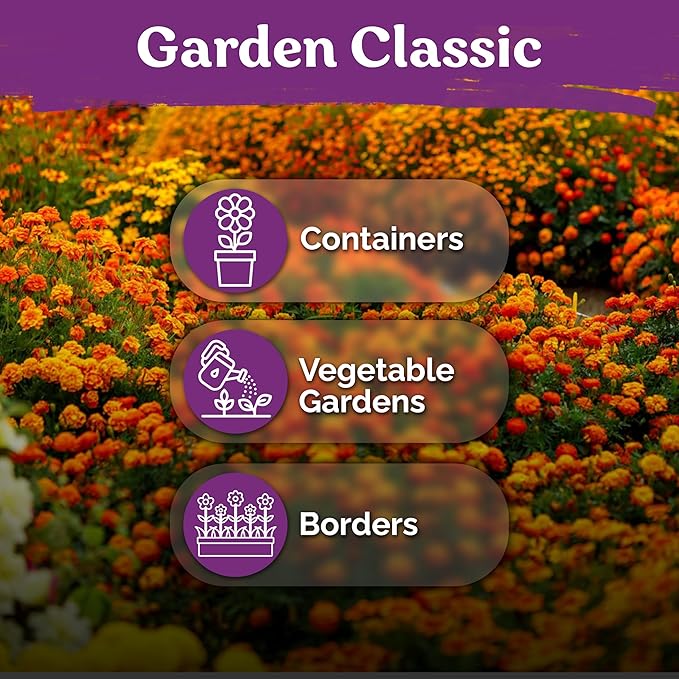 KVITER 500 French Marigold Seeds, Sparky Mix (Tagetes patula) — Marigold Flowers, Heirloom, Non GMO & Organic, Vibrant Yellow & Orange Blooms — Flower Seeds to Plant Outside, Borders, Beds, Container