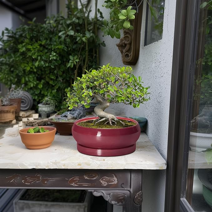 Succulent Pots - 8 Inch Bonsai Pots for Indoor Outdoor, Shallow Ceramic Planter with Drainage Hole and Saucer, Round Flower Succulent Planters, Apartment Decor, Gardening Gift, Wine Red