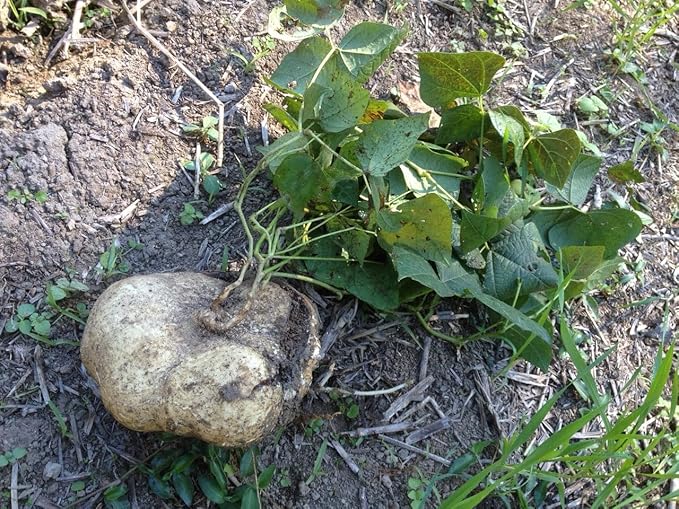 TomorrowSeeds - True Jicama Seeds - 240+ Count - for 2026 Planting USA Garden Vegetable Mexican Yam Bean Root Potato Non-GMO Heirloom Grow Your Own Home Farm Patio Healthy Sustainable Living Seed