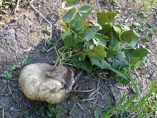 TomorrowSeeds - True Jicama Seeds - 240+ Count - for 2026 Planting USA Garden Vegetable Mexican Yam Bean Root Potato Non-GMO Heirloom Grow Your Own Home Farm Patio Healthy Sustainable Living Seed
